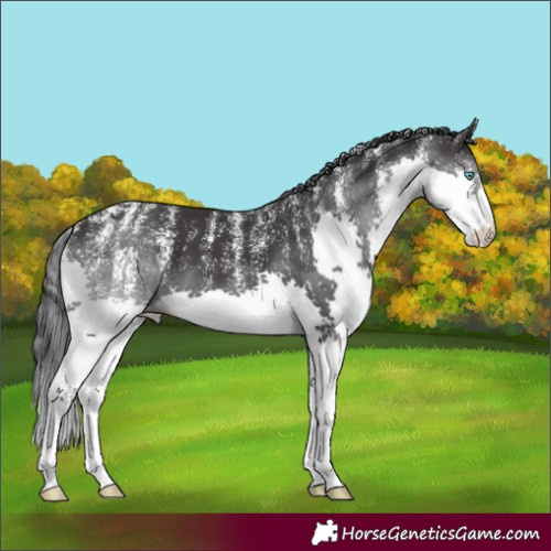 Horse Color:Powder White Black Splash 