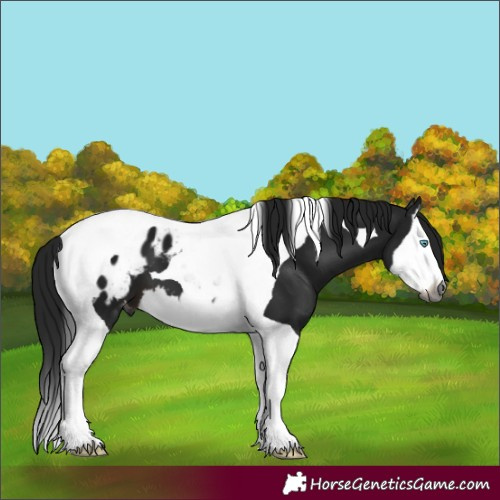 Horse Color:Gray Brown Splash Tobiano Blanket 