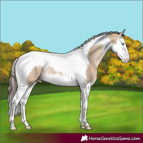 Horse Color:Bay Dun Splash Tobiano Blanket Rabicano 