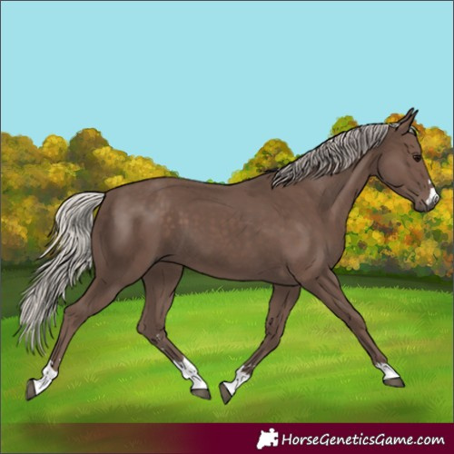 Horse Color:Silver Black