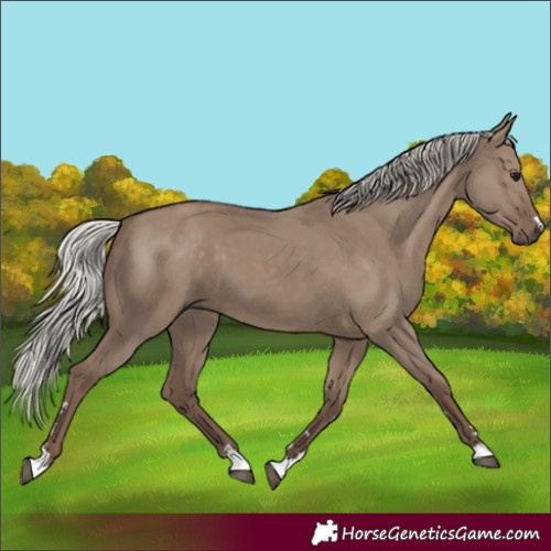 Horse Color:Silver Grullo 