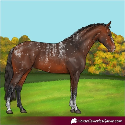 Horse Color:Powder White Bay Snowflake Varnish