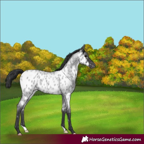 Horse Color:Blue Roan Near Leopard 
