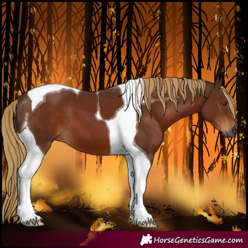 Horse Color:Gray Chestnut Tobiano 
