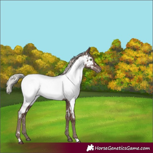 Horse Color:Silver Black Near Fewspot Rabicano