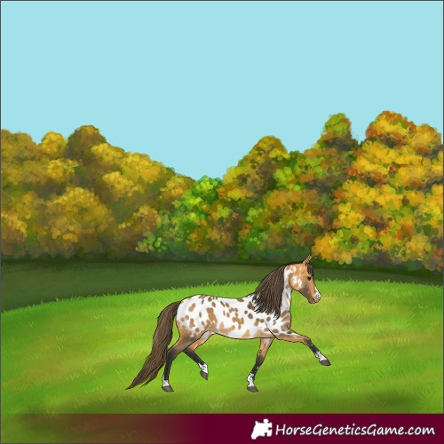 Horse Color:Buckskin Near Leopard 