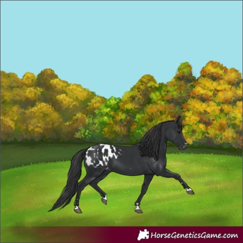 Horse Color:Black Blanket 