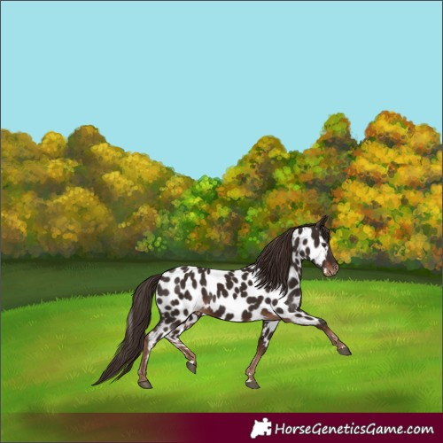 Horse Color:Liver Chestnut Near Leopard