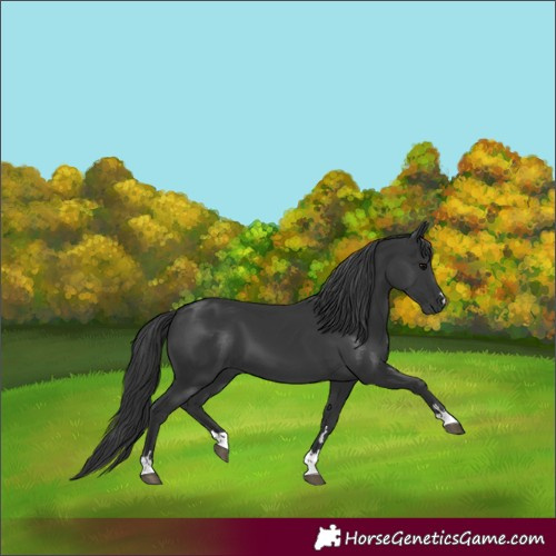 Horse Color:Black 
