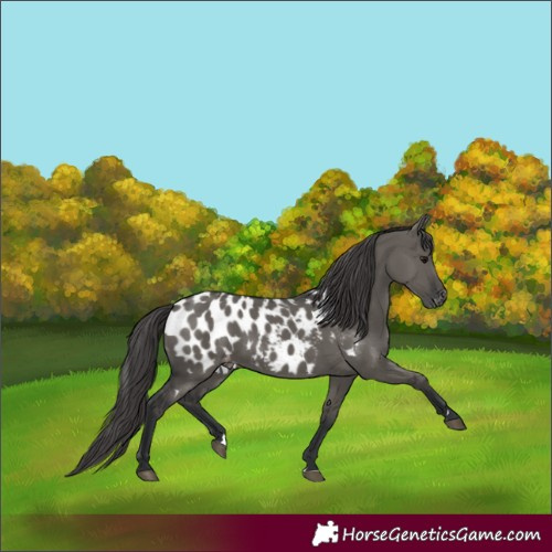 Horse Color:Grullo Near Leopard 