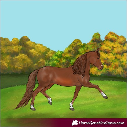 Horse Color:Chestnut 