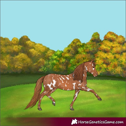 Horse Color:Chestnut Near Leopard 