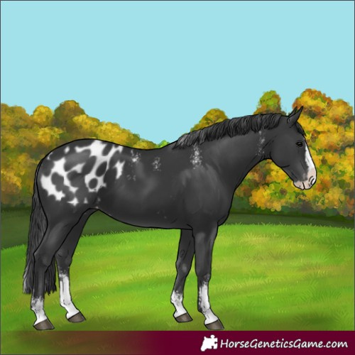 Horse Color:Powder White Black Sabino Splash Blanket