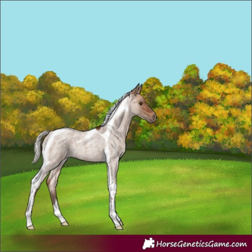Horse Color:Silver Bay Roan Dun Tobiano 