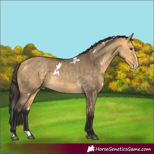 Horse Color:White Spotted Buckskin Dun Splash 