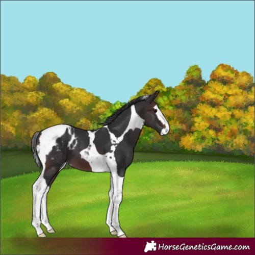 Horse Color:Brown Splash Tobiano Blanket