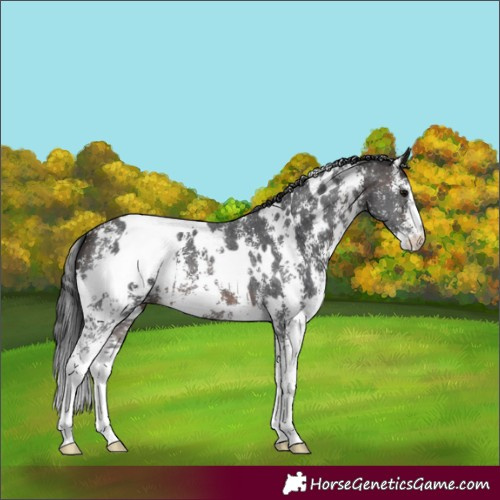 Horse Color:White Spotted Brown Sabino 