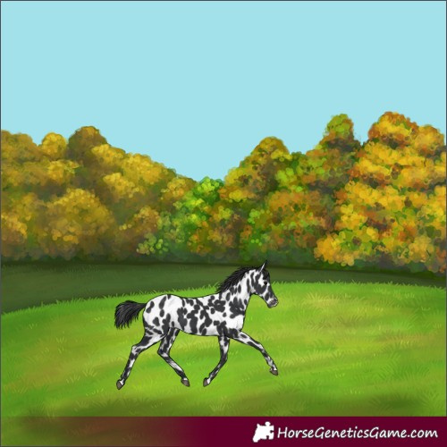 Horse Color:Black Near Leopard