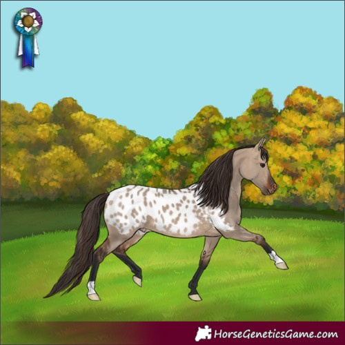 Horse Color:Bay Dun Near Leopard