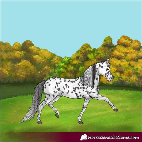 Horse Color:Smoky Black Leopard 