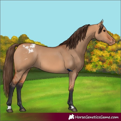 Horse Color:Bay Dun Varnish