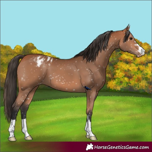 Horse Color:Bay Blanket 