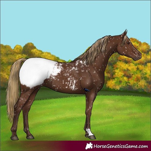 Horse Color:Gray Chestnut Snowcap 