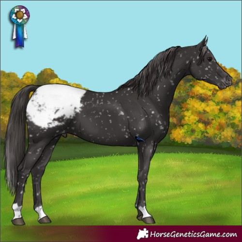 Horse Color:Smoky Black Snowcap