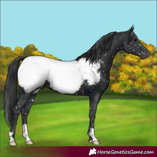 Horse Color:Black Snowcap 