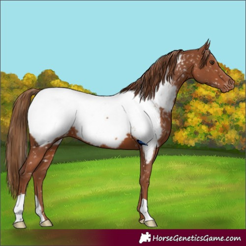 Horse Color:Chestnut Snowcap 