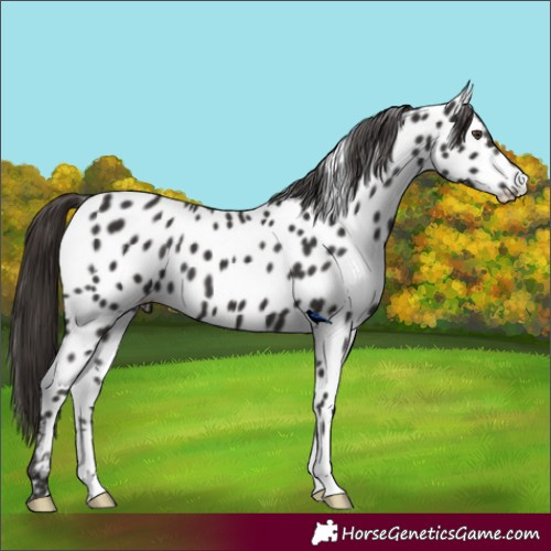 Horse Color:Liver Chestnut Near Leopard