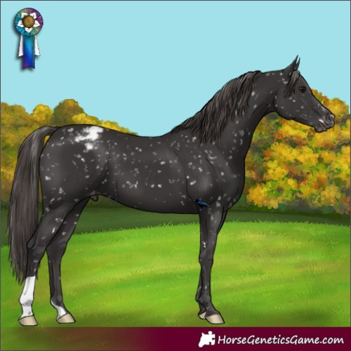 Horse Color:Smoky Black Snowflake Varnish