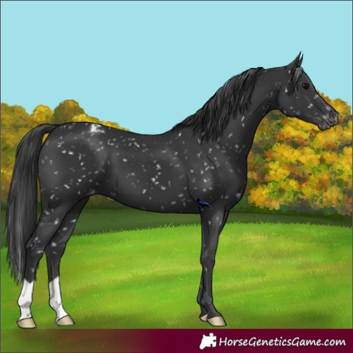 Horse Color:Black Snowflake Varnish 
