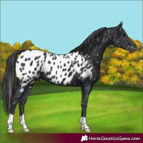 Horse Color:Black Blanket 