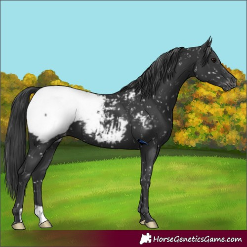 Horse Color:Black Snowcap 