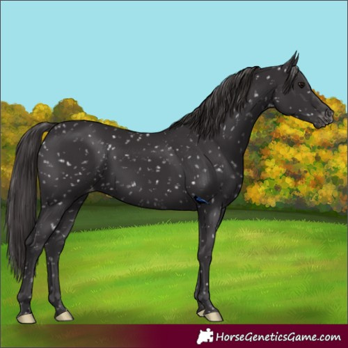Horse Color:Smoky Black Snowflake Varnish