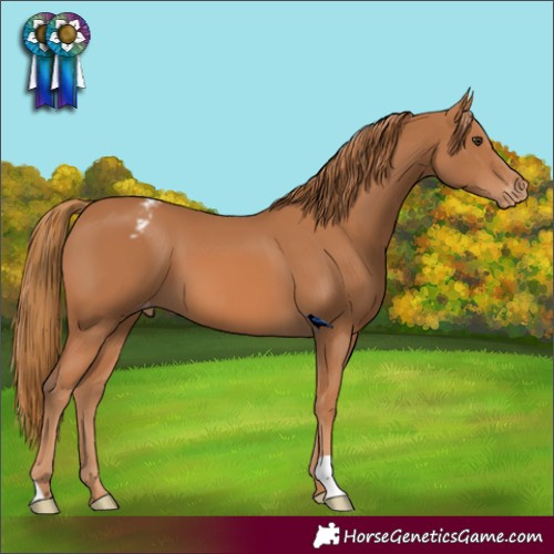 Horse Color:Chestnut Varnish 