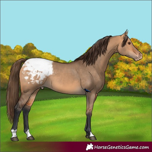 Horse Color:Bay Dun Snowcap