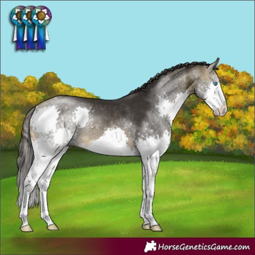 Horse Color:Buckskin Splash Rabicano 