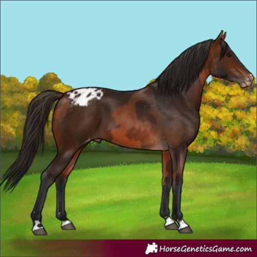 Horse Color:Bay Varnish and Gray Bay Varnish