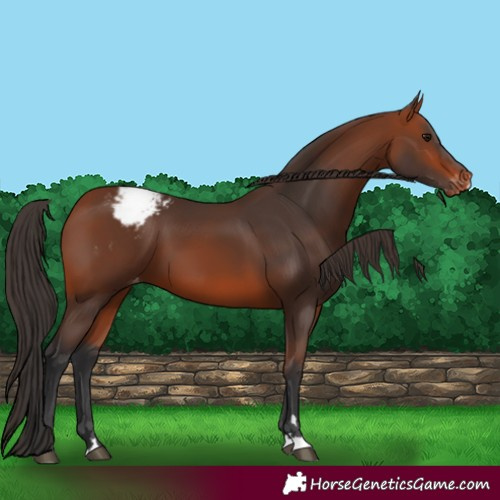 Horse Color:Bay Snowcap 