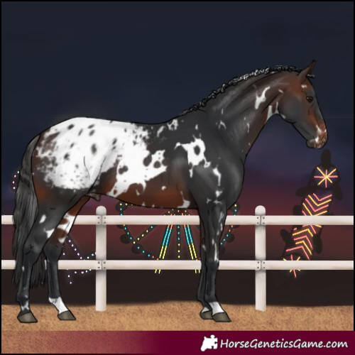 Horse Color:White Spotted Brown Blanket