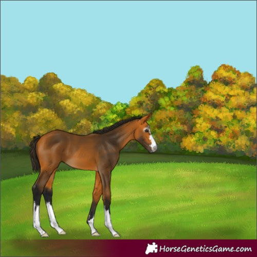 Horse Color:Gray Buckskin