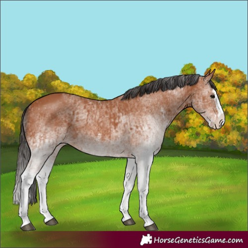 Horse Color:White Spotted Bay Splash  and White Spotted Bay Splash Rabicano 