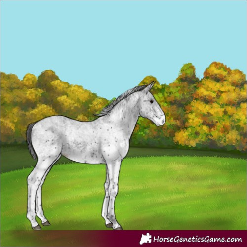 Horse Color:White Spotted Smoky Black 