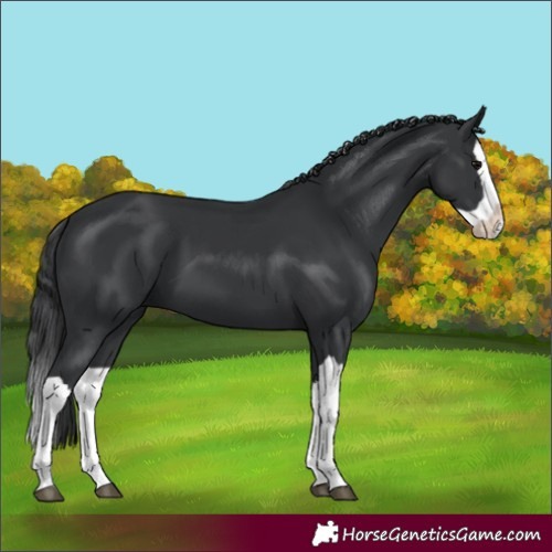 Horse Color:Unknown 