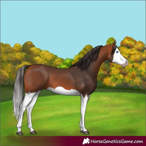 Horse Color:Bay Splash Frame