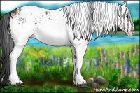 Horse Color:White Spotted Bay 