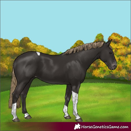 Horse Color:Liver Chestnut Tobiano Varnish