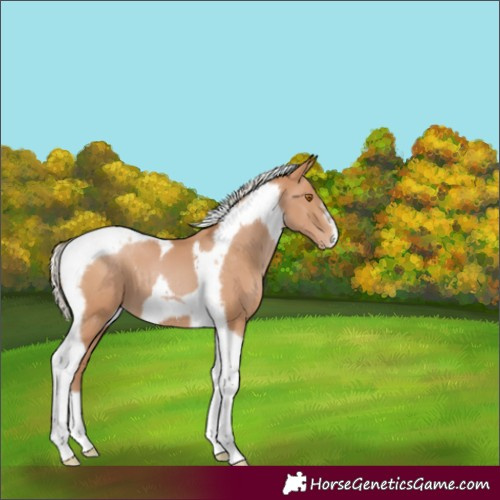Horse Color:Silver Black Pearl Tobiano Frame